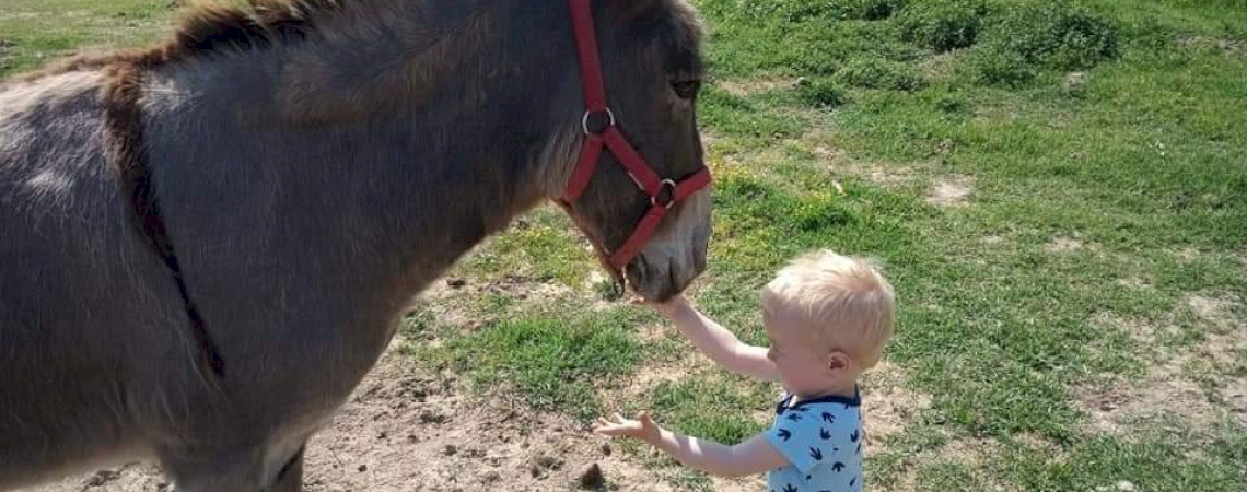 Dinnyési parasztudvar az őshonos állatpark és állatsimogató